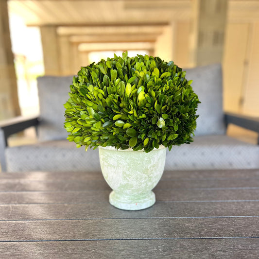 Boxwood Ball Topiary